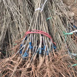 泰安春蕾苗木批发 大红袍板栗树苗,全国包邮