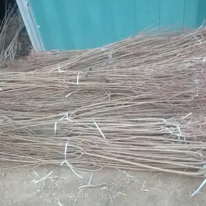 7���ֺ�Ҷ������ 7�����������۸�