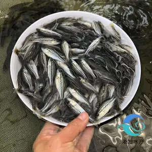 ��Ʒ����3������ ������ѭ���ظ��ܶ���ֳ���� �㳡���ڹ�Ӧ��ˮ��
