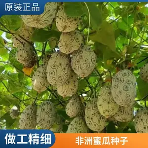 刺角瓜又名非洲黄瓜 原自国外的一种抗病能力极强的黄瓜 是种天然饮料水果