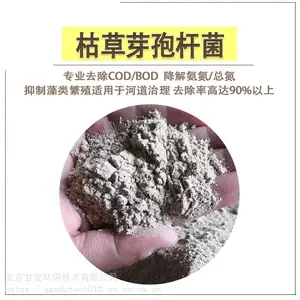 枯草芽孢杆菌 污水处理菌种黑臭水体河道治理菌种去除总氮COD氨氮
