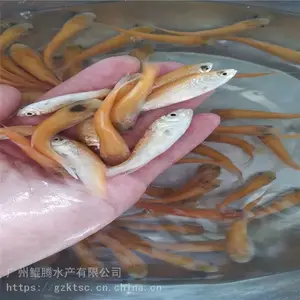 ����ˮ�� �����ͼƬ��ȫ ����˹�������ֳ���� ***