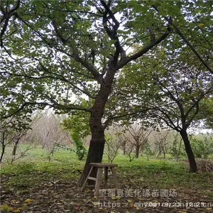 ����Ե ����÷�Ӽ۸� ��÷ ���ۼ۸�