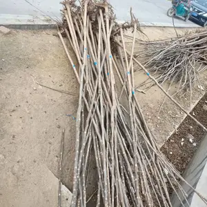 �����㴻����Ķ�� ������ľ��Ӧ��ժ��1����2�����㴻��