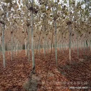 ��ͩ����۸� ������ͩ�۸�һ�� �ߴ�8-18����