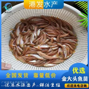 �ʻ���ͷ���� ���ͷ����ͷ�㻨����������