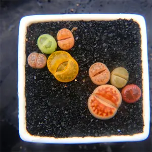 ��ɫ���ɰ��ƺ���� ͸ˮש�´���ʯשͭ��ɰ��ɰ��������ɰ