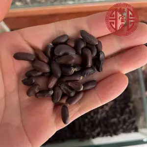 ��ҩ����÷���ѽ����»����� �뱦��ʵ��ͼƬ