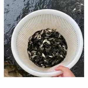(��Ʒ�֣������� ʵ�������Ʒ����ֳ��˾ ����ѧ��