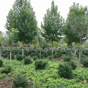 常年供应法桐 陕西法桐大型种植基地 法桐***价格