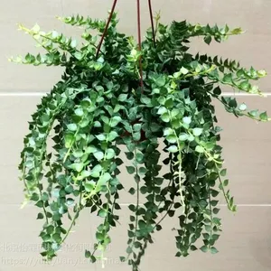 北京花卉销售公司北京花卉租赁北京花卉出租