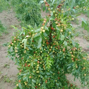 3年生酸枣苗价格,3年生酸枣产量,5年生酸枣树产量多少公斤
