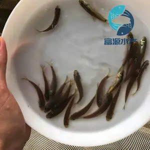 ����������ֳ��������������������������