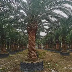 加拿利海枣棕榈树漳州诚远苗木加拿利种植基地苗农出售