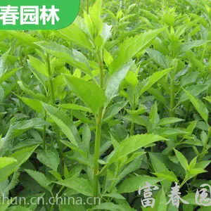 ��Ӧ�̻���ľ-����ľ �� ������ ��̳���������ֲ�쾰