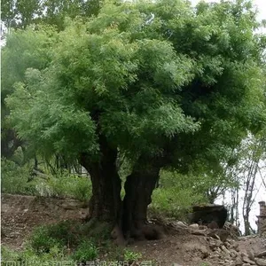 黄连木基地 批发量 质优价廉