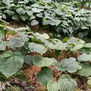 湖北重楼苗 滇重楼块茎种苗批发 重楼种苗价格 重楼种植 基地现挖现发 品质***