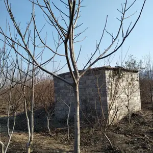 2���ɺ˺����翹���� ̩��ֽƤ�������������