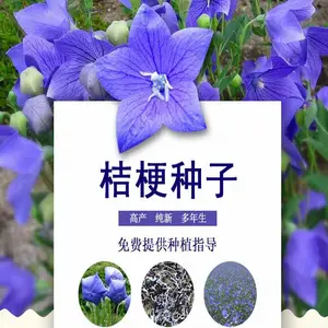 同创良种 桔梗种子 产地一手货源