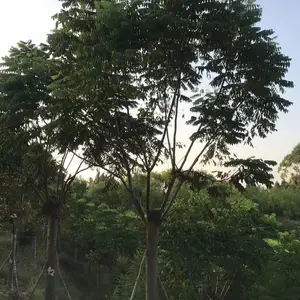 ���������� �� ����18-22�������� ҡǮ����������
