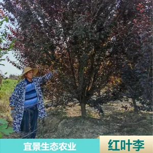 �����˾���̬�Ǽܺ�Ҷ�� ԰���̻��ͷ�֦��Ҷ��������