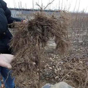 ⨺���Ʒ�� ���� ���� ���� ���ֵ� ���� ���� �� ���� �ƽ��⨺�����