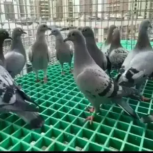 ��ط�����ֵ�����դ ϴ������ˮ���ǰ��դ ��Ѩ��դ ��֬��դ