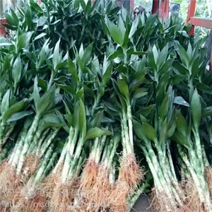 跑江湖富贵竹水培植物 莲花竹批发 ***竹基地