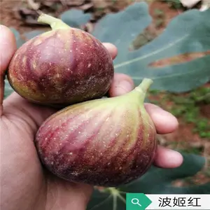 ���������������޻����磬 ��ũ�� �������޻���ʲôʱ������