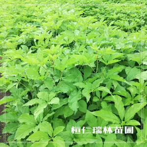 种下 “木本人参” 刺五加苗,收获千年养生智慧与自然馈赠