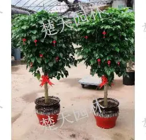 江阴医院绿植出租 欢迎咨询 江阴楚天供应