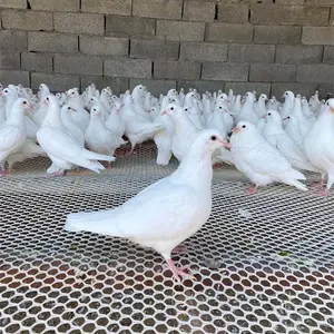 �������ۺ�ƽ��Ը� רҵ�Ŷӷ���ȷ���˳�����С�