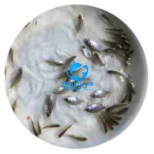 株洲太阳鱼苗?湖南湘潭太阳鱼苗-供应2公分起优质太阳鱼苗