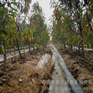 美国一号樱桃苗品种 美国一号樱桃苗图片