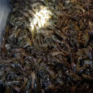 资阳小龙虾批发市场价格全国包邮-小龙虾***格便宜的是哪里-潜江小龙虾批发