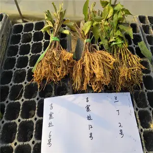 Y1ӣ����ľ�� Y-1ӣ����ľ��ô�� y1��ľ�뼪������ľ������