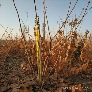 美化缘 北方本地培养较抗寒的丛生腊梅苗 花质蜡黄 馨香浓郁 1至6分枝