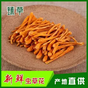 孢子头北虫草干货批发新鲜北虫草批发，北虫草源头厂家