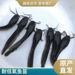 2025本地塘鲺鱼苗 淡水养殖优质鱼种 鲲腾批发供应