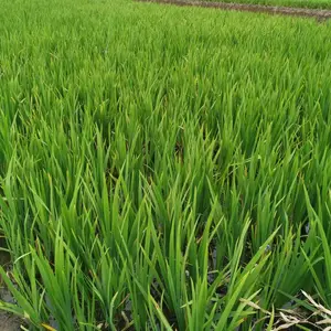 佳颖园艺 水生鸢尾 常绿水生鸢尾大量有货