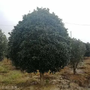 3米丛生桂花详情 2米5金桂什么价格