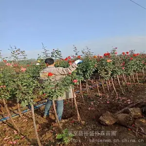 哑柏卖黄花爬藤月季-北方苗木-嫁接树形月季