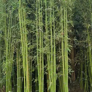 沭阳翠竹园 现挖竹苗 公园庭院绿化竹子 雷竹 刚竹 紫竹