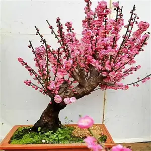 盆栽梅花 朱砂梅 美人梅 腊梅 骨里红 庭院阳台观赏 微小盆景