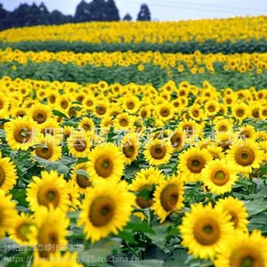 ��Ӧ�������տ������� ���� ��ɴ��Ӱ԰���̻����ۻ������ӻ��Ѱ���