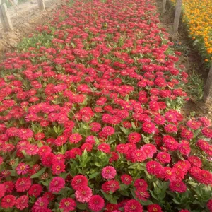 【惠】百日草批发场地 百日草***格
