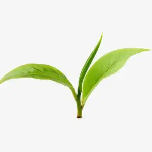 得半日茶业（沧州）有限公司