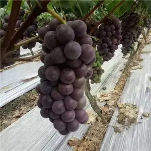 藤稔葡萄苗基地-藤稔葡萄苗-根明葡萄苗批发出售(查看)