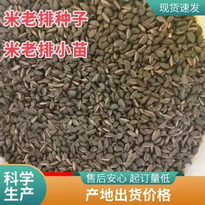 米老排种子批发 优质品出芽*** 新种子价格 杨柳种苗