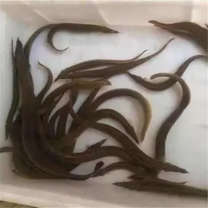 �㶫�������籨�� �Ʒ�ˮ���糡�����л��������� ʯ׶����